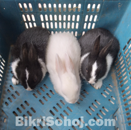 খরগোশের বাচ্চা বিক্রি করা হবে